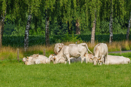 summer time in the german muensterlandの写真素材
