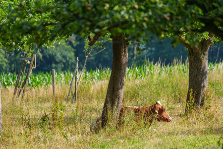 summer time in the german muensterlandの写真素材