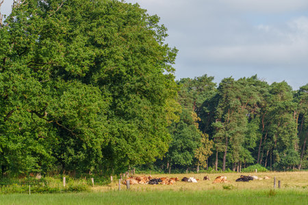 summer time in the german muensterlandの写真素材