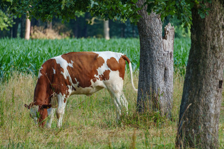 summer time in the german muensterlandの写真素材
