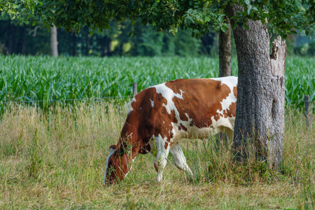 summer time in the german muensterlandの写真素材