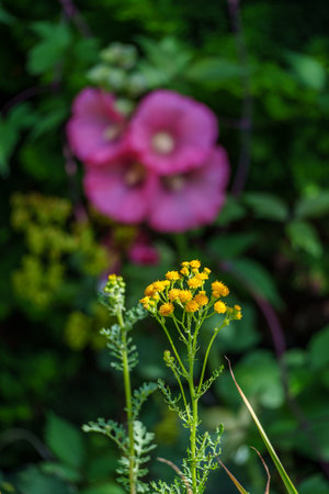 summer time in the german muensterlandの写真素材