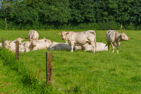 summer time in the german muensterlandの写真素材