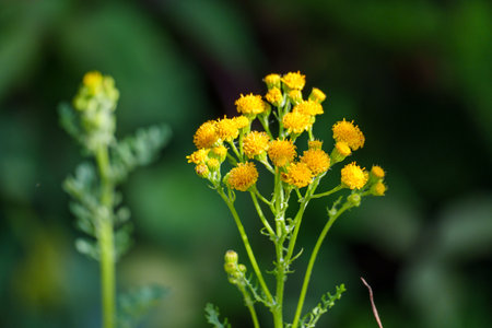 summer time in the german muensterlandの写真素材