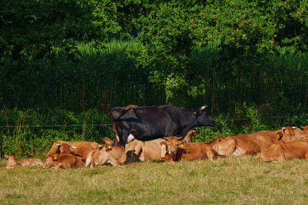 summer time in the german muensterlandの写真素材