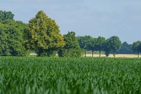summer time in the german muensterlandの写真素材