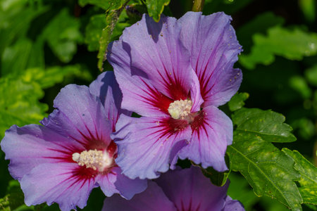 summer time in the german muensterlandの写真素材