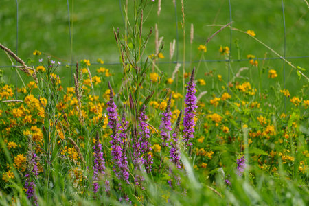 summer time in the german muensterlandの写真素材