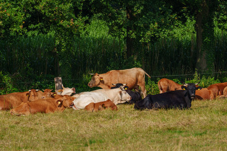 summer time in the german muensterlandの写真素材