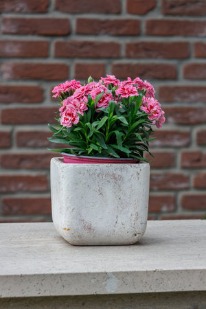 summer time in the german muensterlandの写真素材