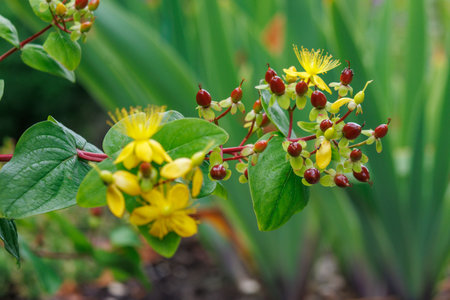 A close-up view of a plant with yellow flowers and red berries.の写真素材