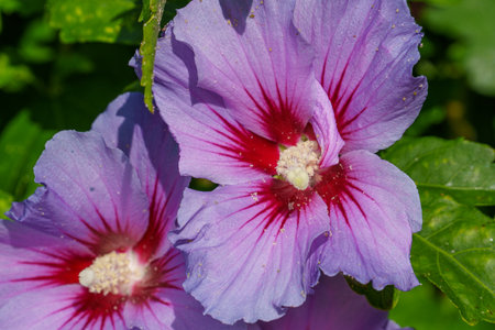 summer time in the german muensterlandの写真素材