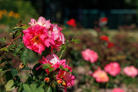 Roses in a German gardenの写真素材
