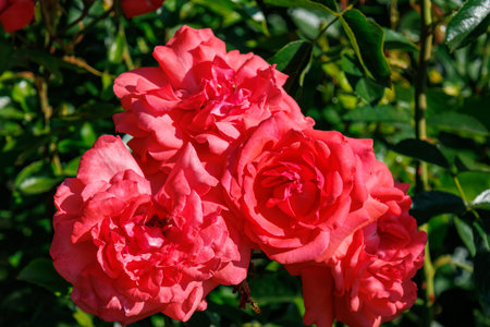 Roses in a German gardenの写真素材