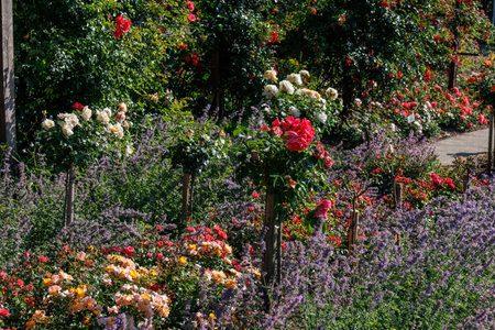 Roses in a German gardenの写真素材