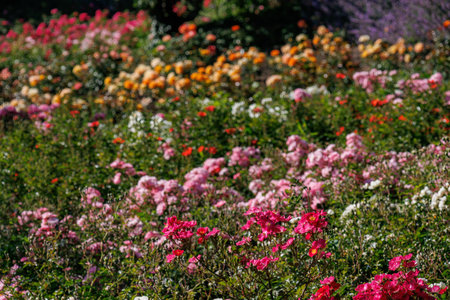 Roses in a German garden