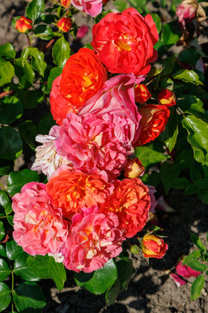 Roses in a German gardenの写真素材