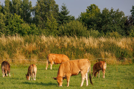 summer time in the german muensterlandの写真素材