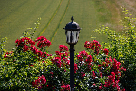 Roses in a German gardenの写真素材