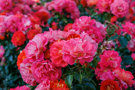 Roses in a German gardenの写真素材