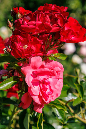 Roses in a German gardenの写真素材