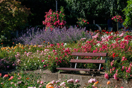 Roses in a German gardenの写真素材