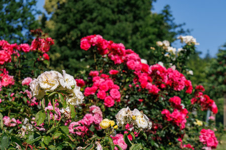 Roses in a German gardenの写真素材