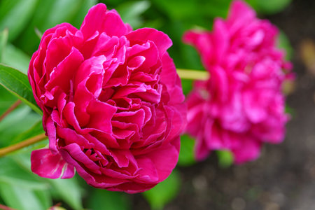 Summer time in Westphaliaの写真素材