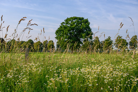 Summer time in Westphaliaの写真素材
