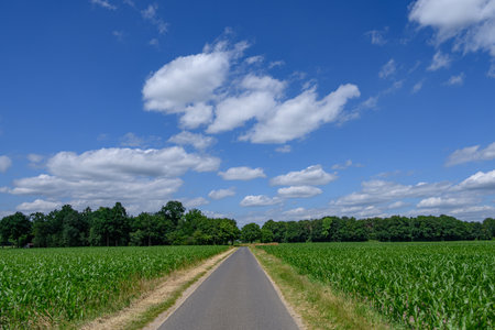 Summer time in Westphaliaの写真素材