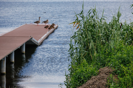 at the Havel Lakes in the German Brandenburgの写真素材