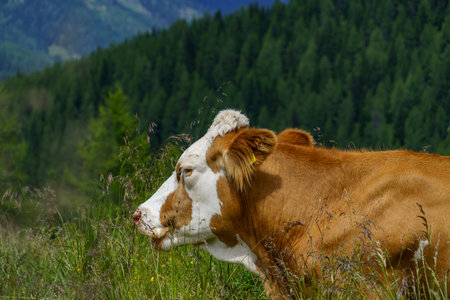 Carinthia in the Austrian Alpsの写真素材