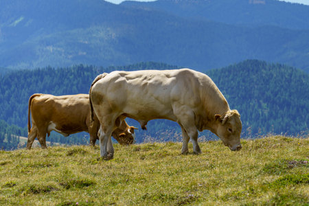 Carinthia in the Austrian Alpsの写真素材