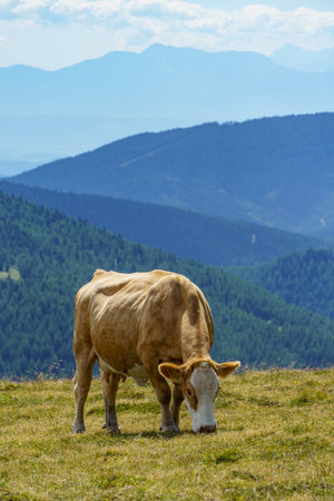 Carinthia in the Austrian Alpsの写真素材