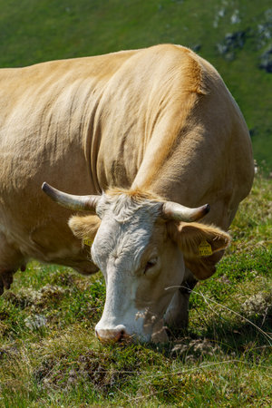 Carinthia in the Austrian Alpsの写真素材