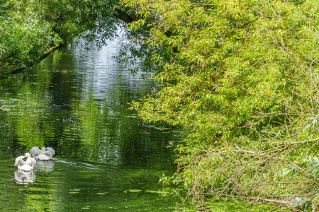 at the lakes near Potsdam in Brandenburgの写真素材