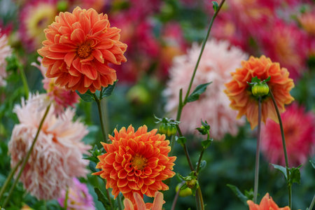 Dahlias in Westphalia