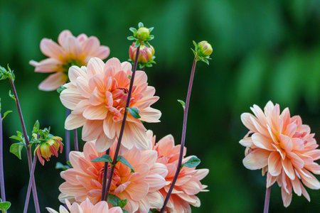 Dahlias in Westphaliaの写真素材