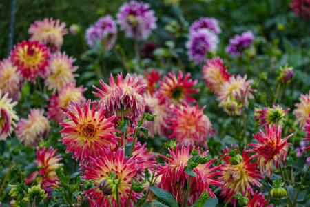 Dahlias in Westphaliaの写真素材