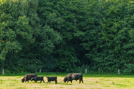 summer time in Westphalia near Burlo villageの写真素材