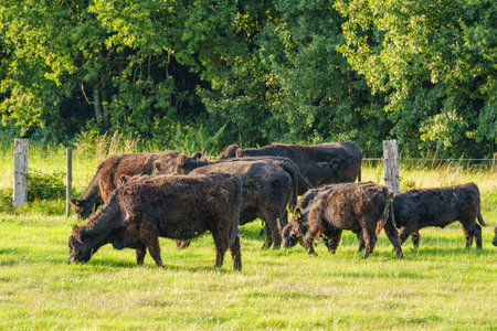 summer time in Westphalia near Burlo villageの写真素材