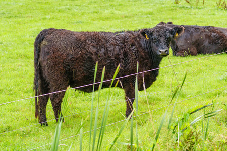 summer time near Burlo villageの写真素材