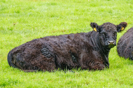 summer time in Westphalia near Burlo villageの写真素材