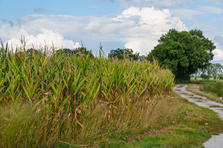 at the Ems River in the German Emsland