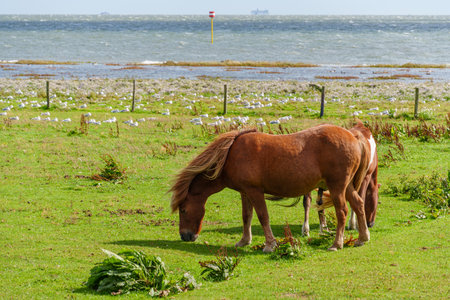 the island of Vlieland