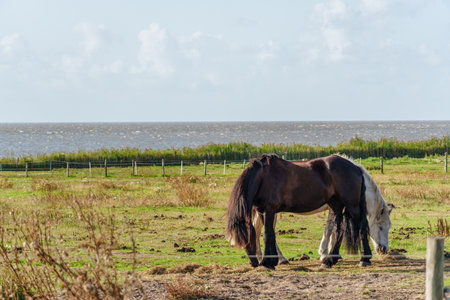 the island of Vlieland in the Dutch North Seaの写真素材