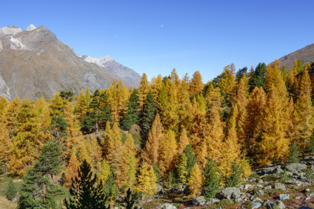 autumn time in Switzerlandの写真素材