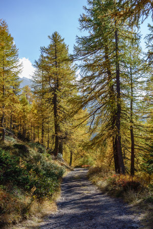 autumn time in Switzerlandの写真素材