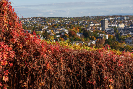 the city of Wiesbaden at the rhine river in Germanyの写真素材