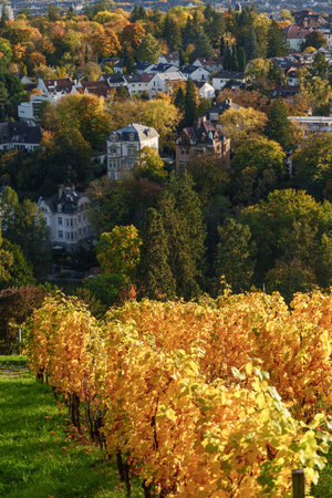 the city of Wiesbaden at the rhine river in Germanyの写真素材